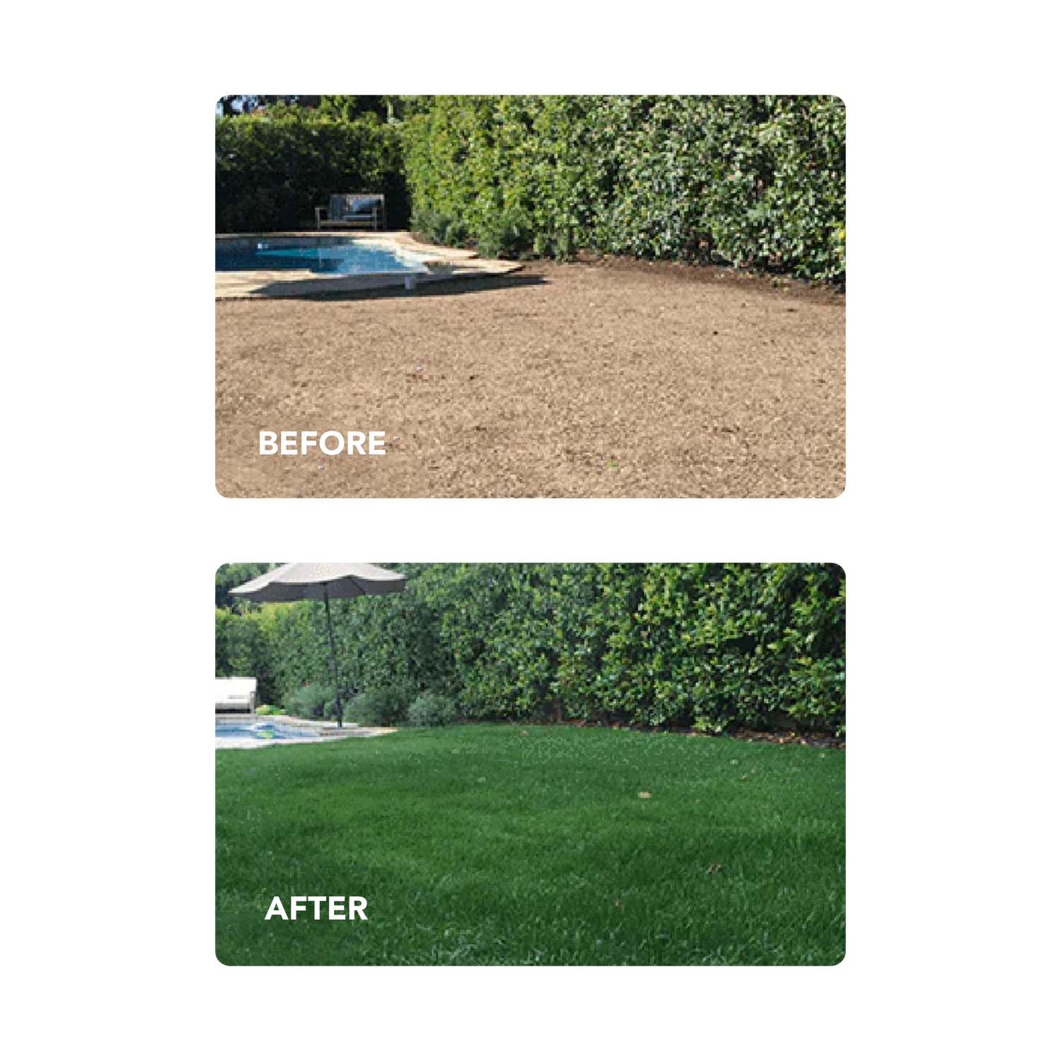 New Lawn (200 sq ft roll)