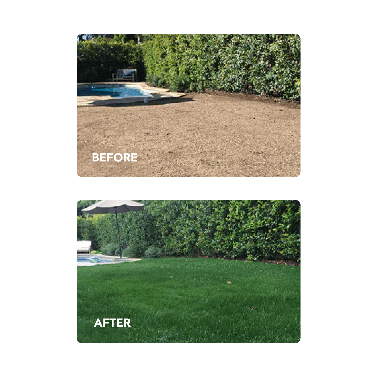 New Lawn (200 sq ft roll)