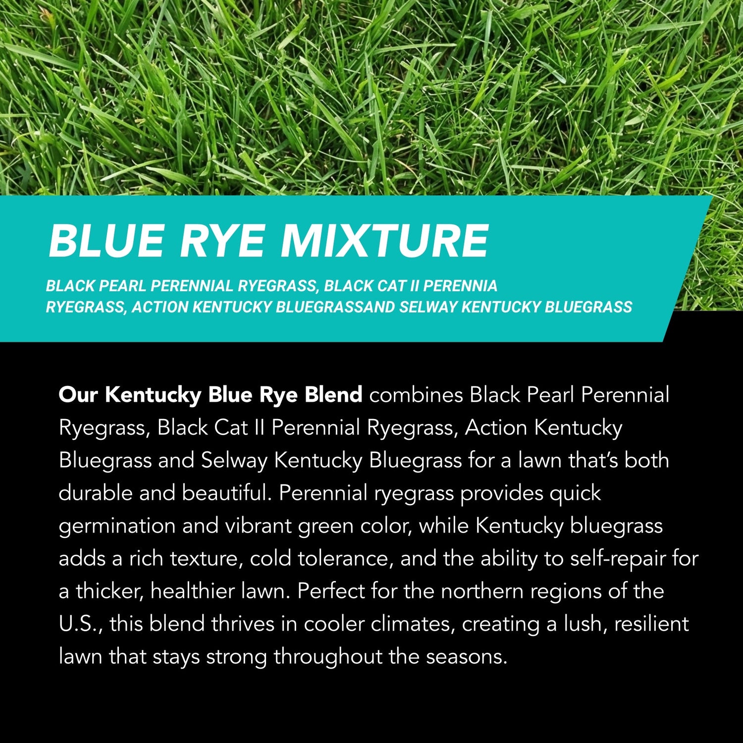 New Lawn (200 sq ft roll)