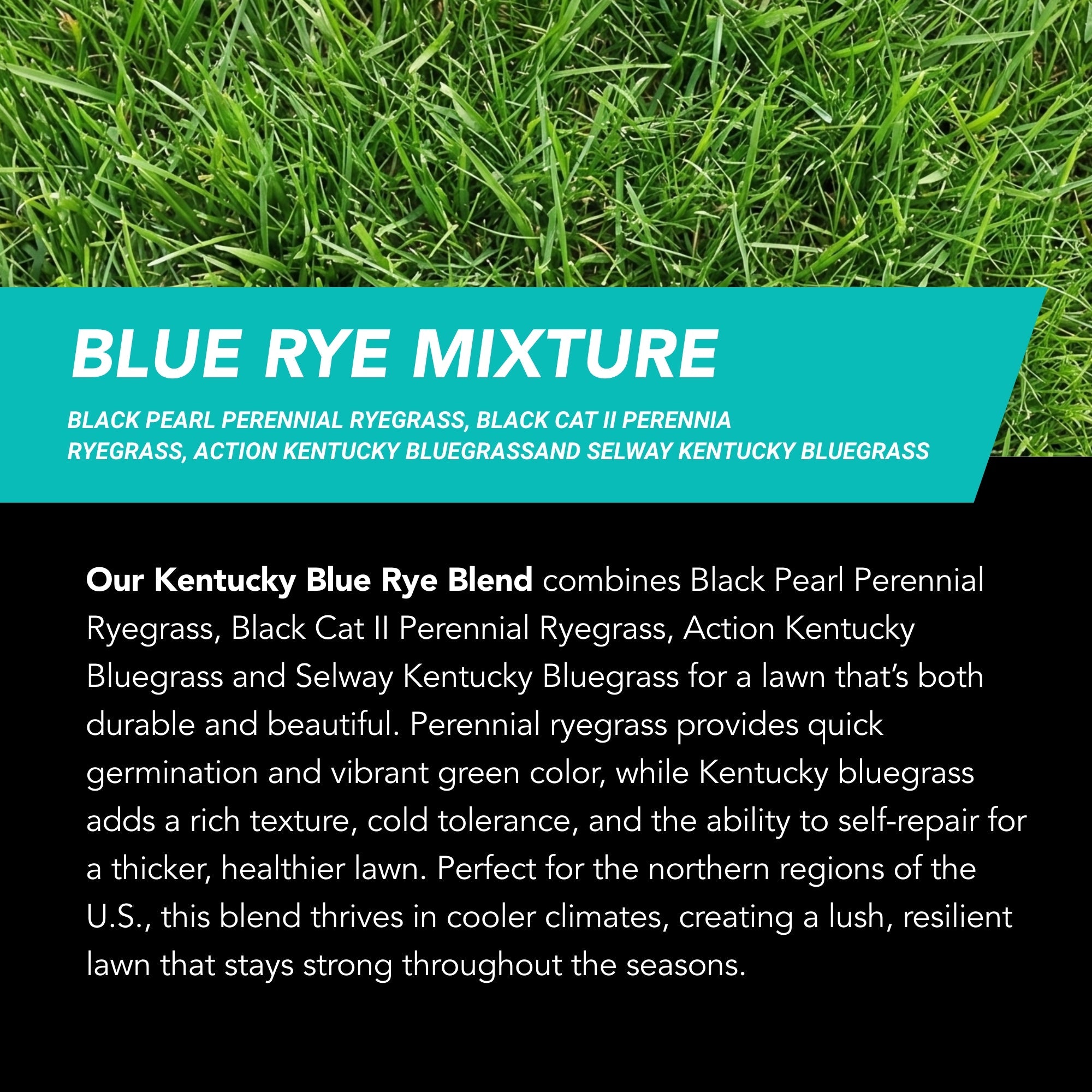 New Lawn (200 sq ft roll)