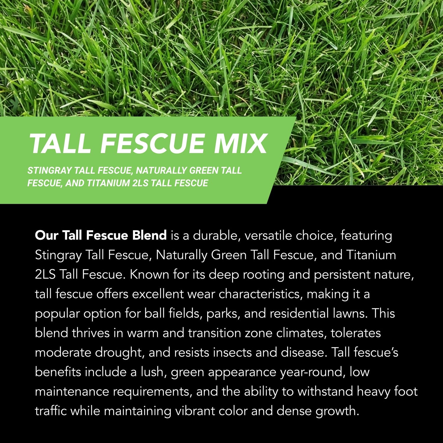 New Lawn (200 sq ft roll)